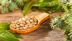 گیاه کرچک (Castor Bean): تداخلات دارویی و احتیاطات مصرف