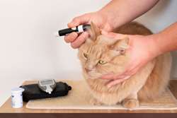 تایید یک داروی اختصاصی برای دیابت ملیتوس در گربه‌ها
