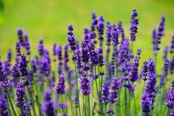 گیاه اسطوخودوس (Lavender): تداخلات داروئی و احتیاطات مصرف