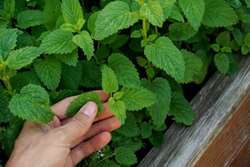 گیاه بادرنجبویه (Lemon Balm): تداخلات داروئی و احتیاطات مصرف