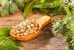 گیاه کرچک (Castor Bean): تداخلات دارویی و احتیاطات مصرف