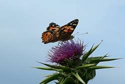 گیاه خار مریم (Milk Thistle): تداخلات داروئی و احتیاطات مصرف