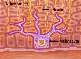 از ویتامین c تا نیاسینامید: آشنایی با انواع ترکیبات ضد لک